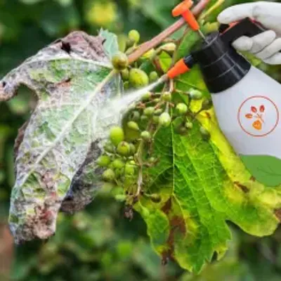 Fungicides
