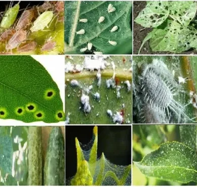 Bio Pesticide