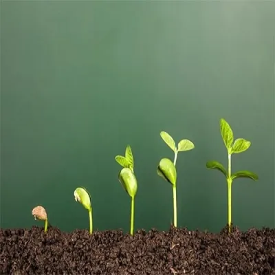 Plant Growth Promoters